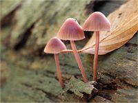 Bluthelmlinge, Mycena haematopus PA050045