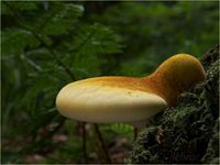 Eichen-Zungenporling, Piptoporus quercinus 9-7-15 070