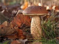 Eichenrotkappe, Leccinum aurantiacum PB040005