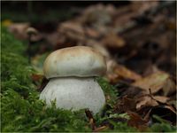 Fichtensteinpilz, Boletus edulis P9280005