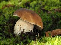 Fichtensteinpilz, Boletus edulis P9290005