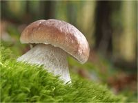 Fichtensteinpilz, Boletus edulis PA170026