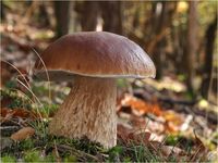 Fichtensteinpilz, Boletus edulis PA240040