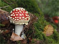 Fliegenpilz, Amanita muscaria PA090030