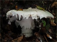 Fransiger Wulstling, Amanita strobiliformis P9250007