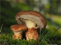 Hohlfu&szlig;-Schuppenr&ouml;hrling, Suillus cavipes PA150019