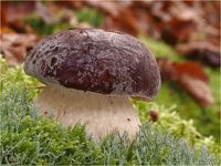 Kiefernsteinpilz, Boletus pinophilus PA240084