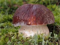 Kiefernsteinpilz, Boletus pinophilus PA290067