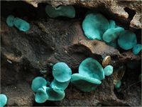 Kleinsporige Gr&uuml;nspanbecherlinge, Chlorociboria aeruginascens PA120018