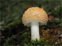 Orangegelber Fliegenpilz, Amanita muscaria var aureola PA170006