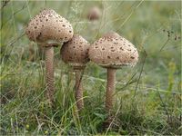 Parasol, Macrolepiota procera PA050095