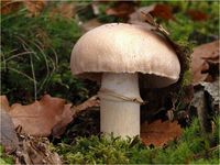 Reifpilz, Zigeuner, Cortinarius caperatus PA240063