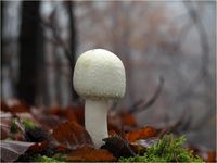 Schiefknolliger Anis-Egerling, Agaricus essettei PB140053