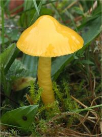 Schleimfu&szlig;saftling, Hygrocybe glutinipes PB020016