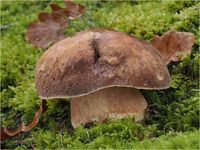 Sommersteinpilz, Boletus reticulatus PA290061