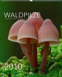 Waldpilze_2010