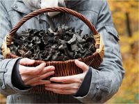 Herbsttrompeten, Craterellus cornucopioides PB170030