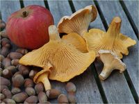 Laubwald Pfifferling, Cantharellus pallens P9220004