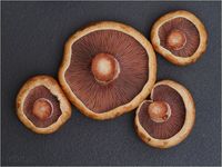 Weinrote Kiefernreizker, Lactarius sanguifluus PA050010