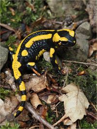 Feuersalamander, Salamandra salamandra P6170034